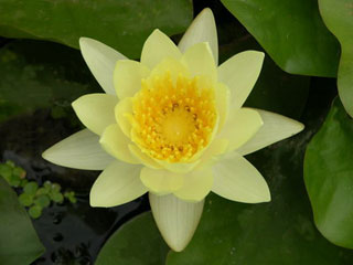 Sell Yellow Hard Waterlily 